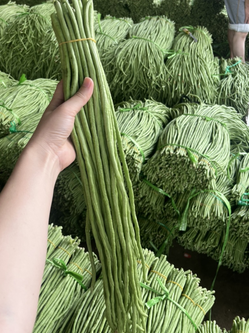 长豆角/豇豆，青条豆角，产地直发