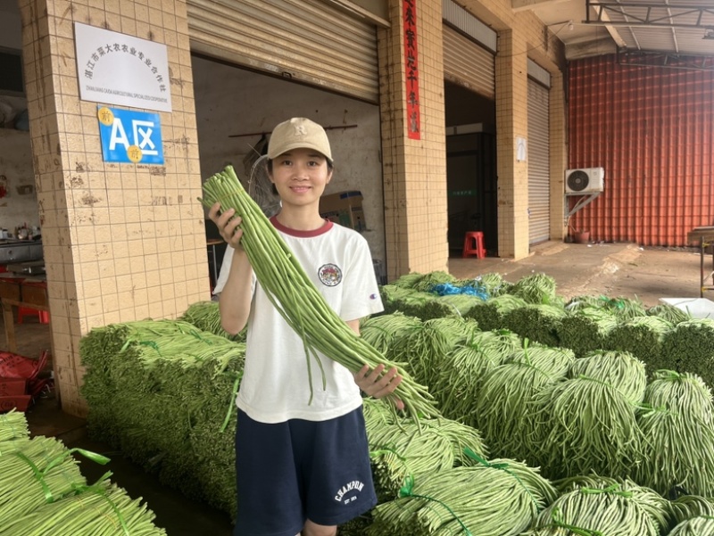 长豆角/豇豆，青条豆角，产地直发