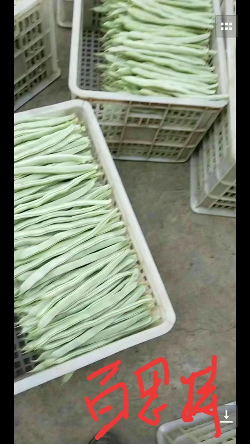 白不老豆角产地直发，需要者联系！