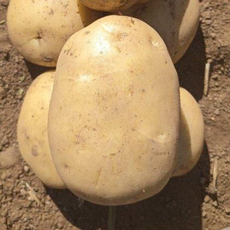 湖北襄阳实验1号土豆产地直销黄皮黄心马铃薯批发