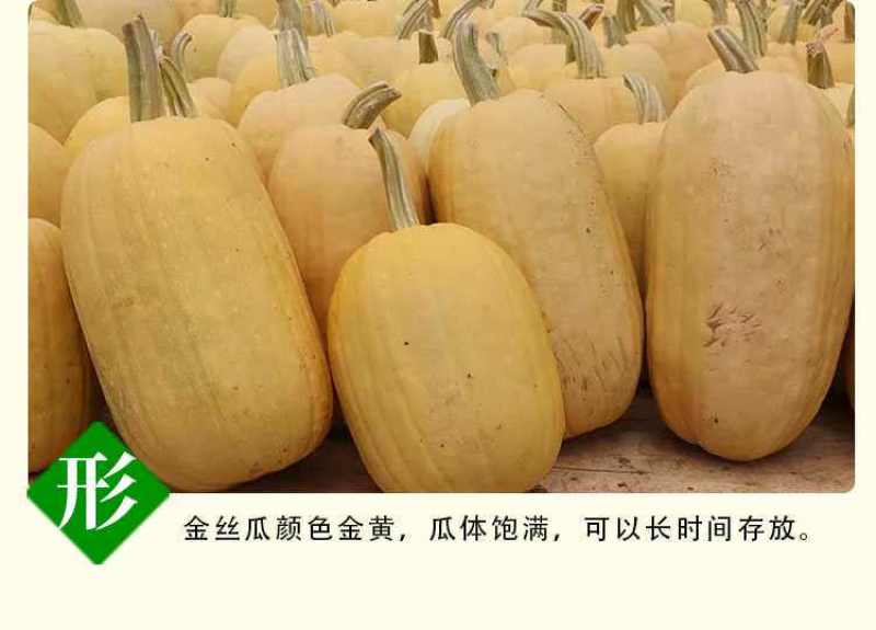 泗县金丝绞瓜对接档口商超电商诚信经营