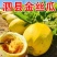 泗县金丝绞瓜对接档口商超电商诚信经营