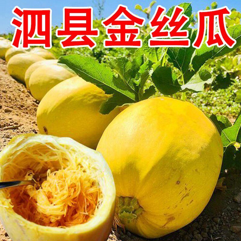 泗县金丝绞瓜对接档口商超电商诚信经营