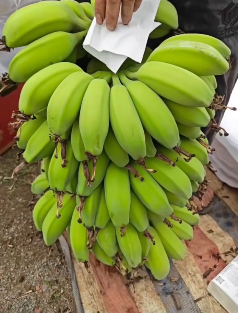 苹果蕉产地直供对接全国保质保量欢迎采购