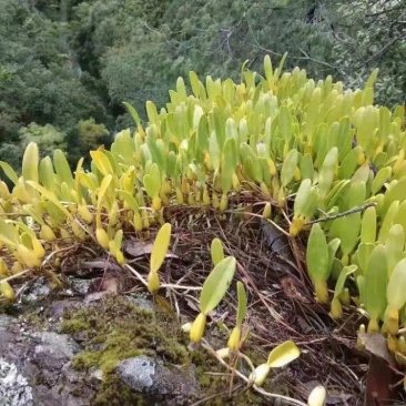 单叶中大果石橄榄
