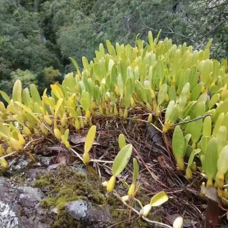 单叶中大果石橄榄