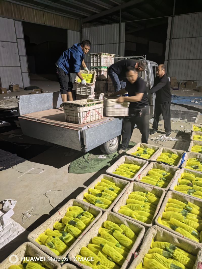 山东精品羊角蜜甜瓜产地大量上市承接电商市场一件代发