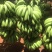巴西蕉热带水果优质精品巴西蕉对接全国
