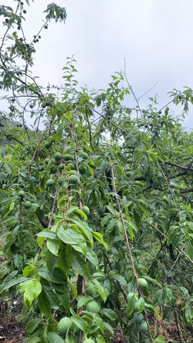 广西三华李，高山三华李，接受预订，可签三保协议