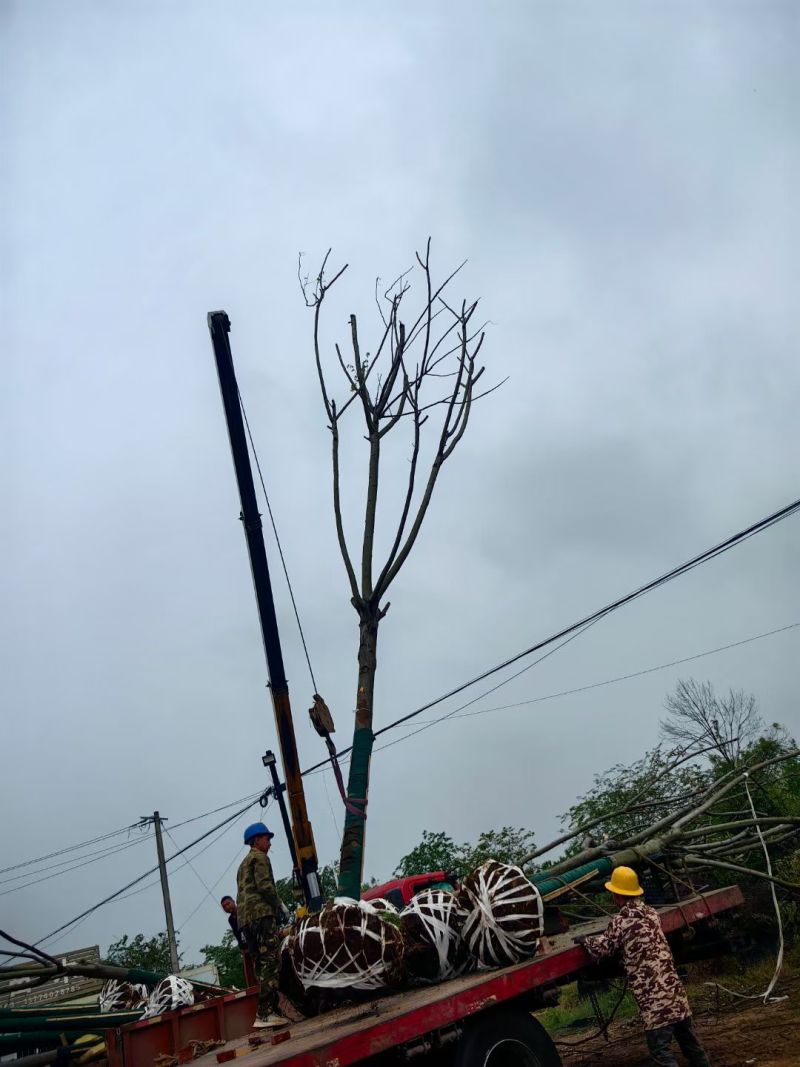 栾树，苗圃长期供应:14~16cm栾量大价格更优惠。