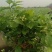 茉莉花盆栽枝干粗壮，根系发达，花香清新浓郁，用途广泛