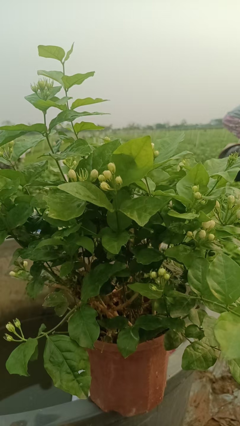 茉莉花盆栽枝干粗壮，根系发达，花香清新浓郁，用途广泛