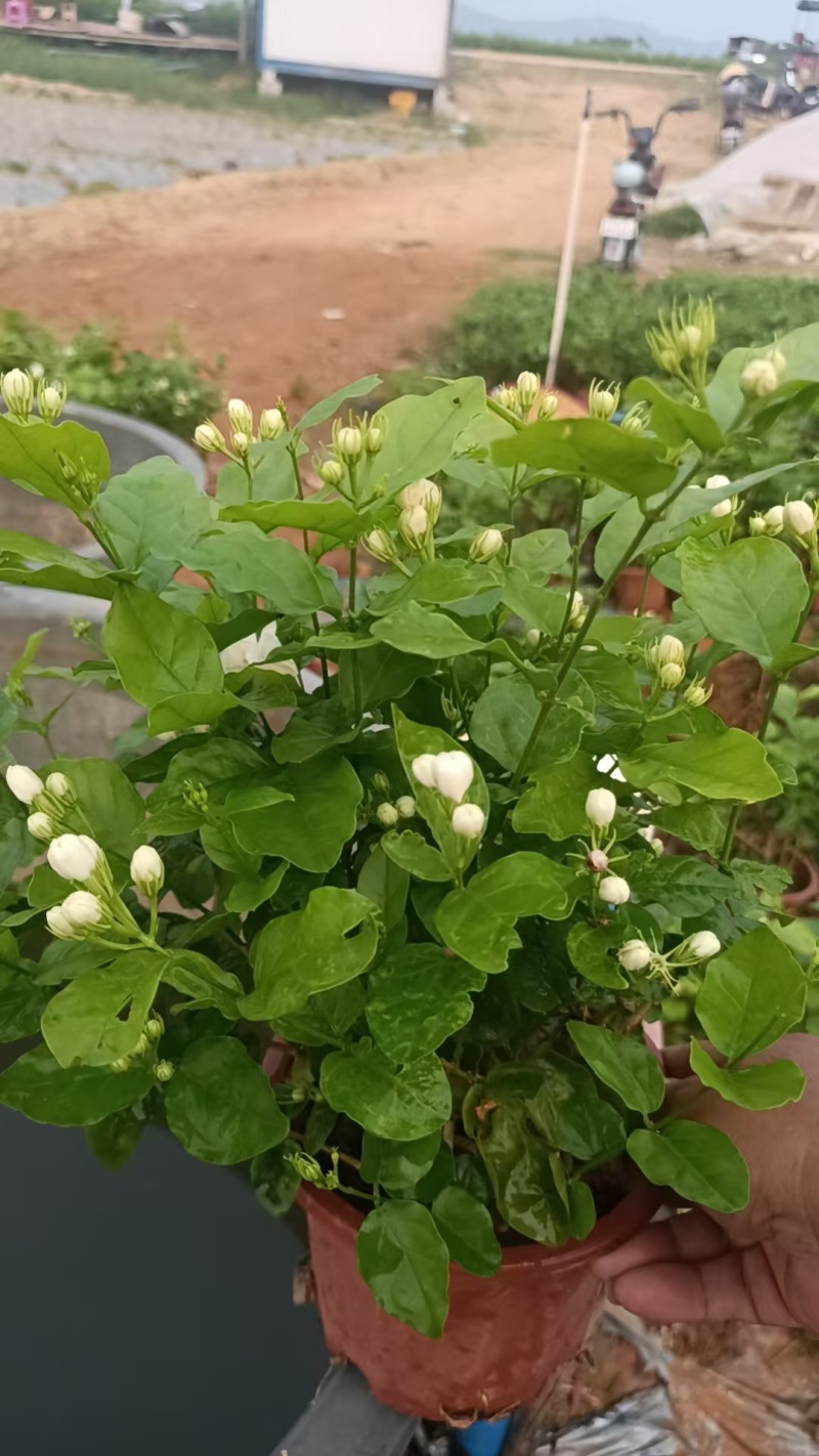 茉莉花盆栽枝干粗壮，根系发达，花香清新浓郁，用途广泛