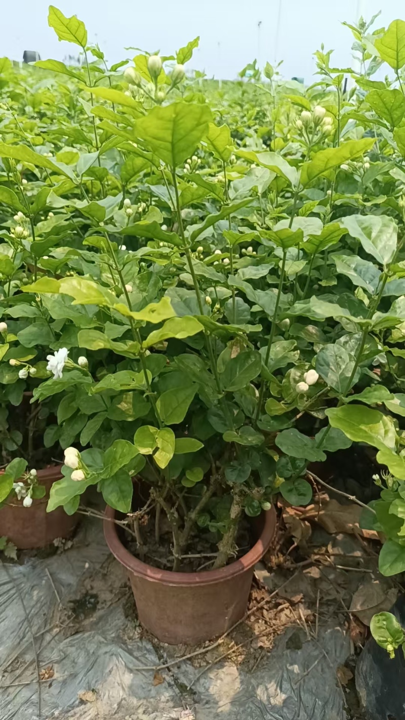 茉莉花盆栽枝干粗壮，根系发达，花香清新浓郁，用途广泛