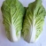 黄心白菜大白菜上市中保质保量价格实惠全国发货欢迎联系