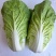 黄心白菜大白菜上市中保质保量价格实惠全国发货欢迎联系