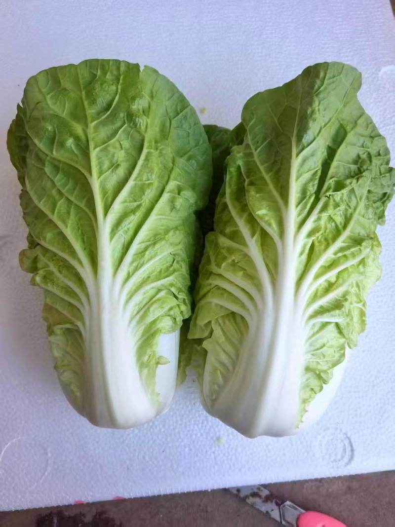 黄心白菜大白菜上市中保质保量价格实惠全国发货欢迎联系