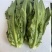 精选油麦菜小青菜现摘现发价格实惠欢迎老板联系保质保量