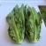 精选油麦菜小青菜现摘现发价格实惠欢迎老板联系保质保量