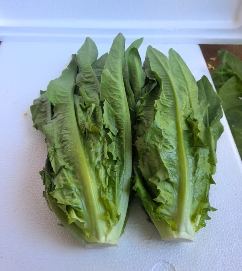 精选油麦菜小青菜现摘现发价格实惠欢迎老板联系保质保量