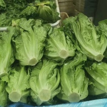 意大利生菜基地直发云南生菜保质保量价格实惠欢迎老板联系