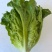 意大利生菜基地直发云南生菜保质保量价格实惠欢迎老板联系