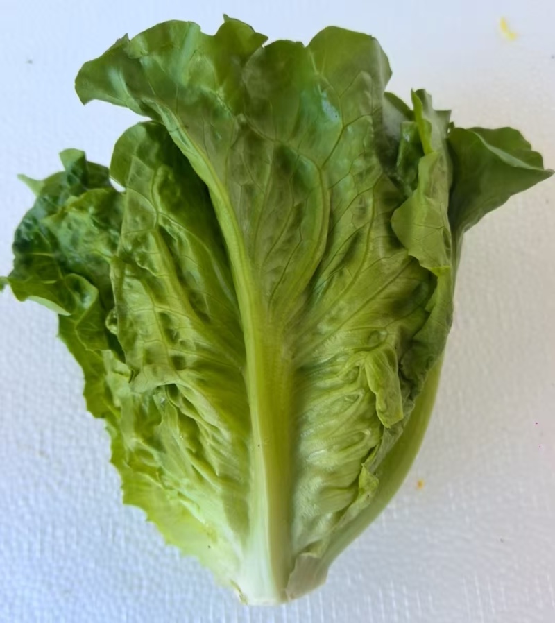 意大利生菜基地直发云南生菜保质保量价格实惠欢迎老板联系