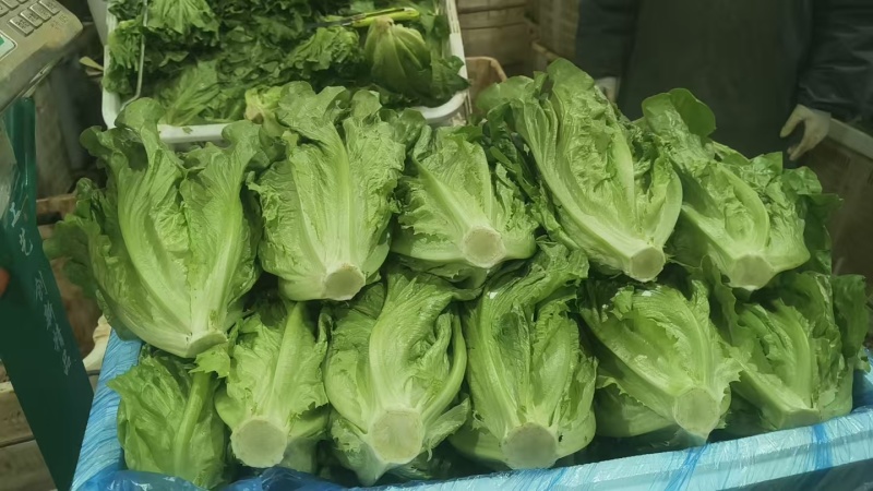 意大利生菜基地直发云南生菜保质保量价格实惠欢迎老板联系
