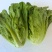 意大利生菜基地直发云南生菜保质保量价格实惠欢迎老板联系