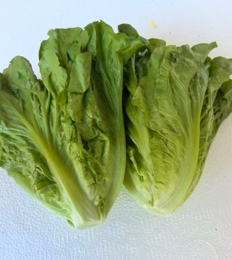 意大利生菜基地直发云南生菜保质保量价格实惠欢迎老板联系