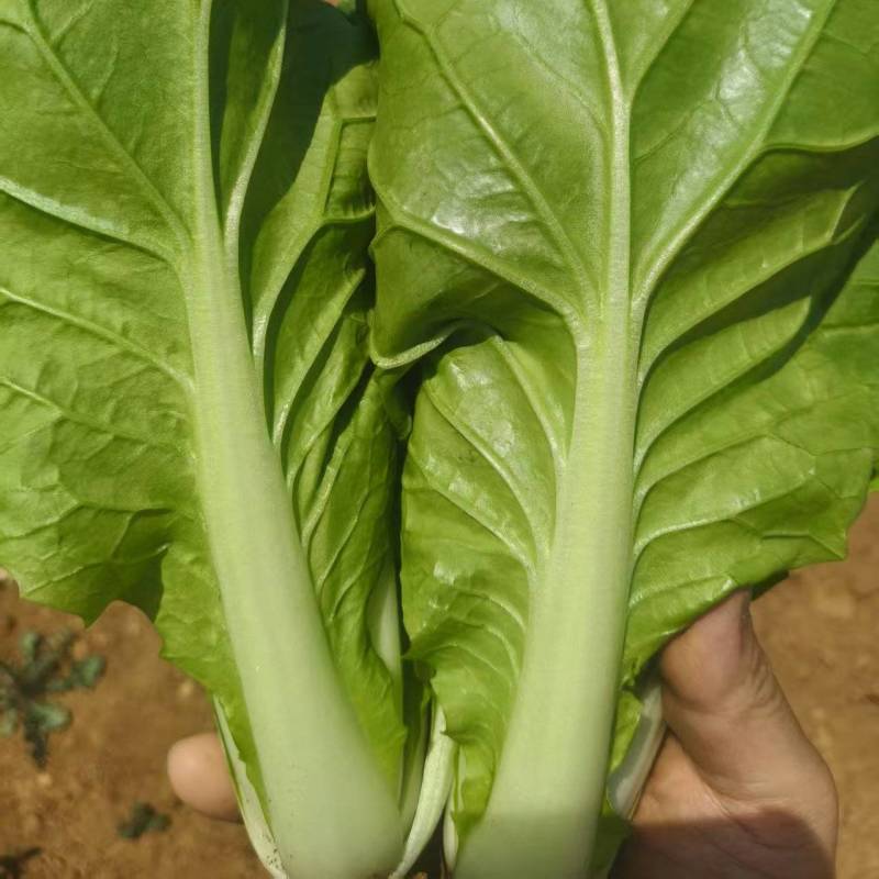 精选小白菜口感好价格实惠都是产地直发保质保量欢迎电联