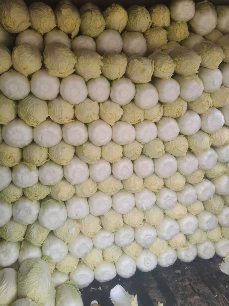 云南娃娃菜大娃娃菜蔬菜交通便利，品种、规格齐全欢迎电联