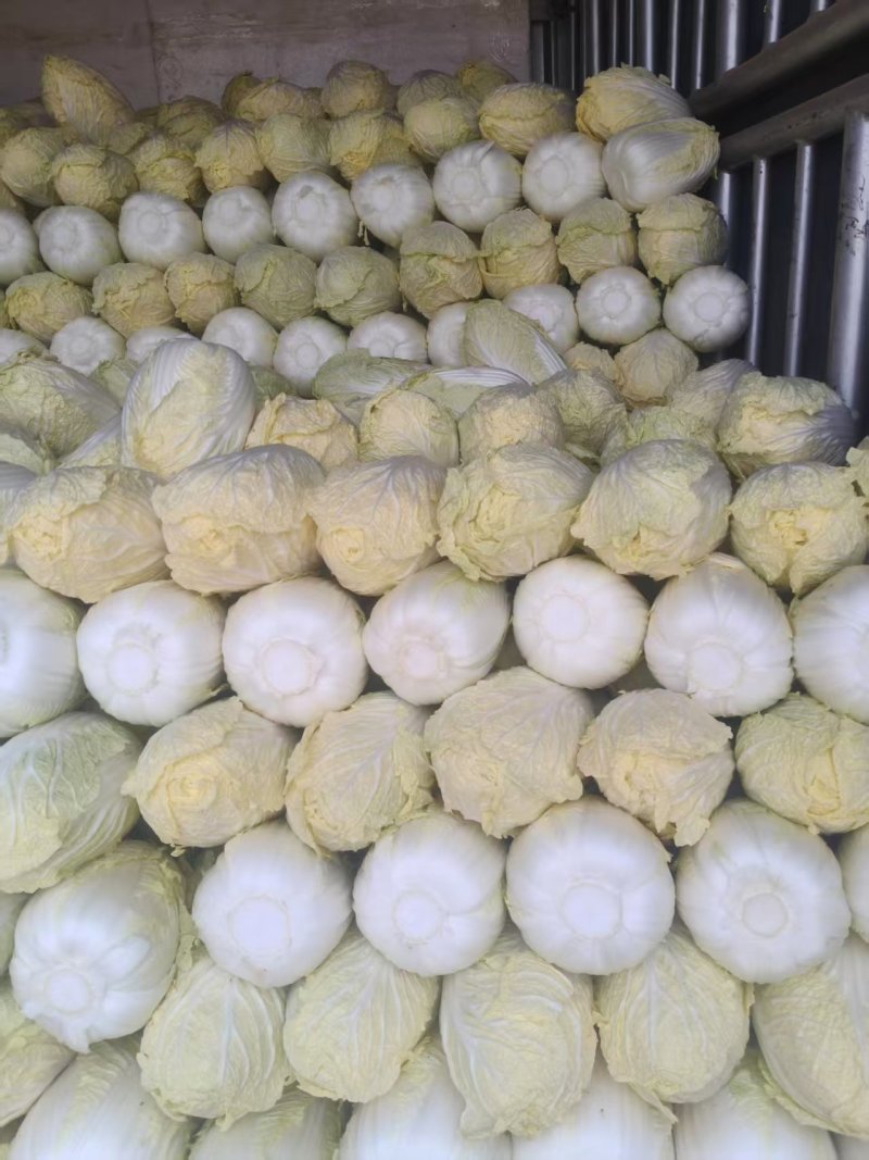 云南娃娃菜大娃娃菜蔬菜交通便利，品种、规格齐全欢迎电联