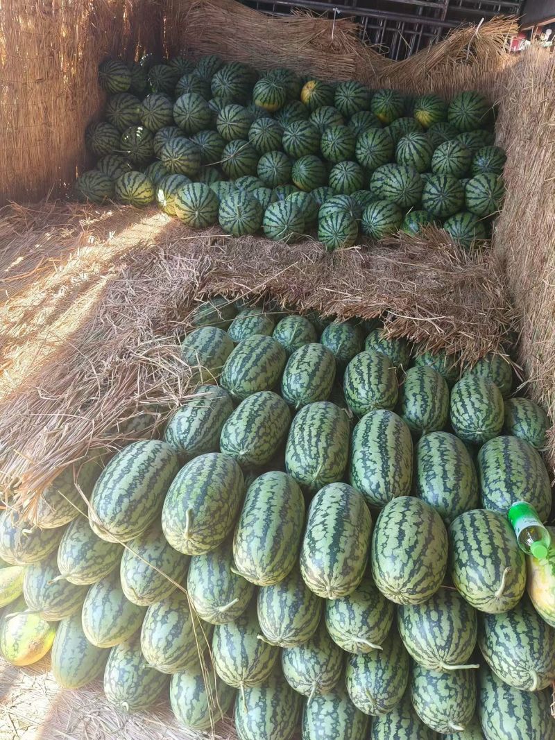 广西崇左绿爽西瓜大量批发全国各地