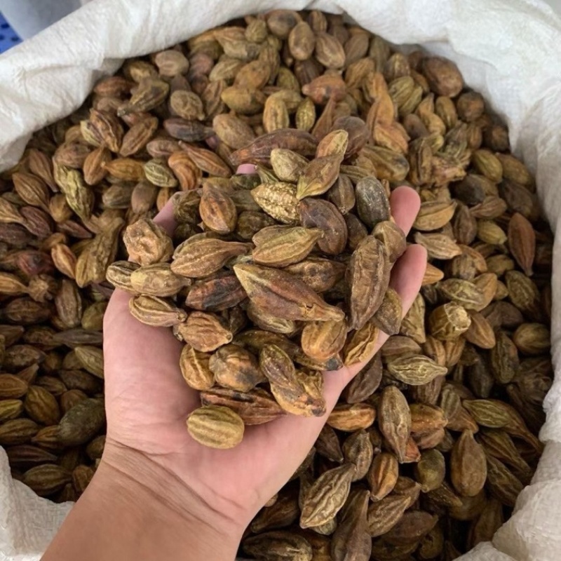 诃子大货批发