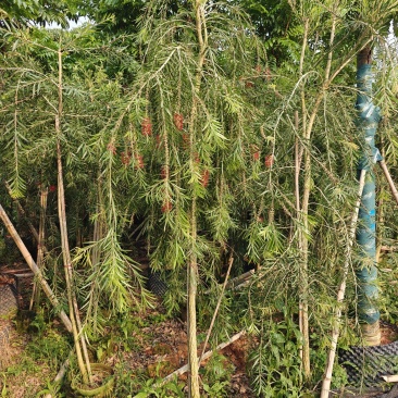 3公分红千层，基地大量低价出售