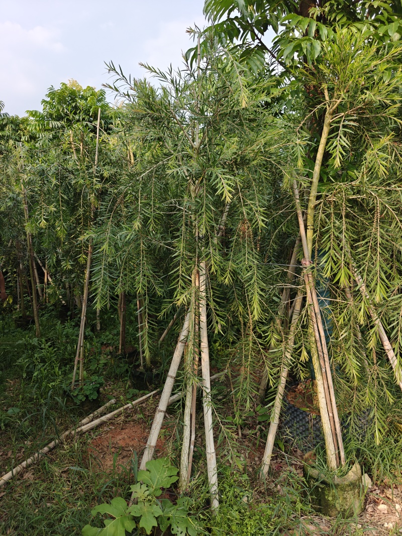 3公分红千层，基地大量低价出售
