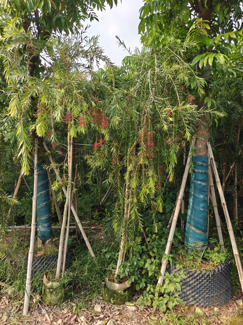 3公分红千层，基地大量低价出售