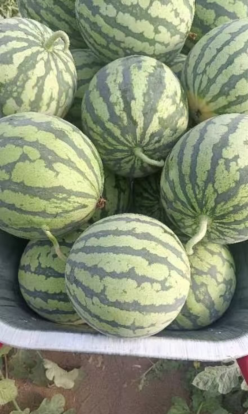 精品西瓜，安徽西瓜，大量上市产地直发，对接全国客户