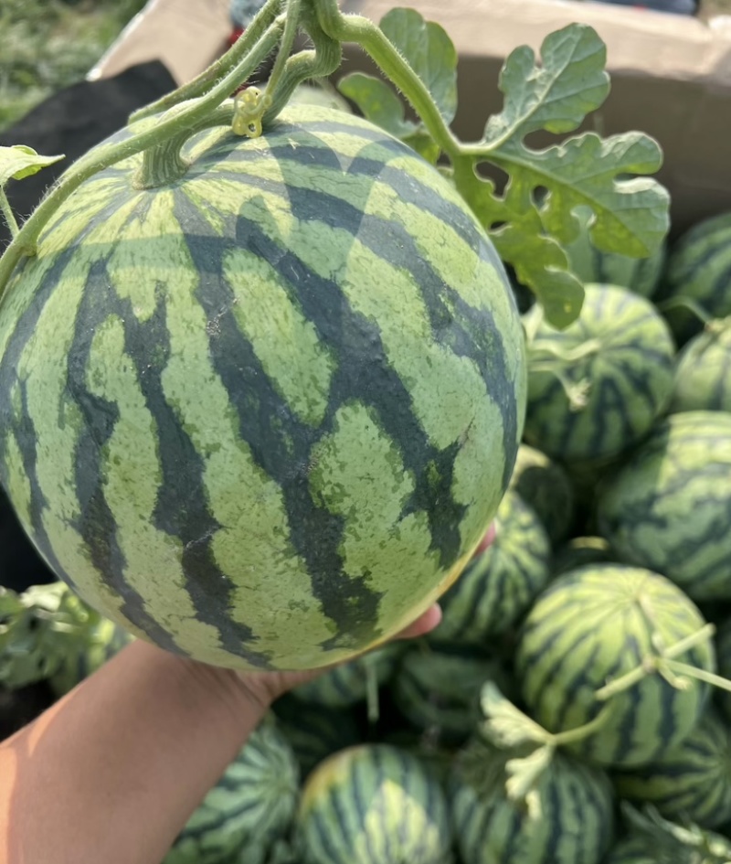 精品西瓜，安徽西瓜，大量上市产地直发，对接全国客户