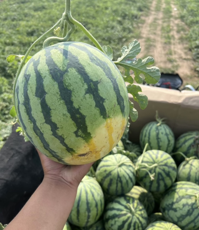 精品西瓜，安徽西瓜，大量上市产地直发，对接全国客户