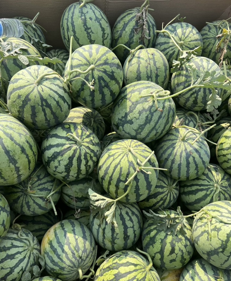 精品西瓜，安徽西瓜，大量上市产地直发，对接全国客户