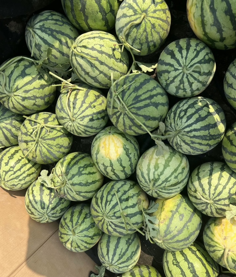 精品西瓜，安徽西瓜，大量上市产地直发，对接全国客户