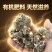 优质鸡粪大量有货价格美丽开封尉氏县产地直发欢迎批发