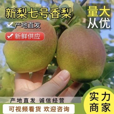 精品新梨七号香梨库尔勒香梨对接电商平台团购市场
