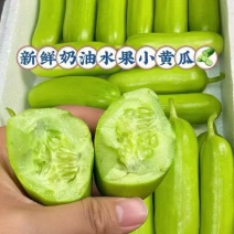 天津新鲜奶油水果小黄瓜，大量供应基地直发货源充足