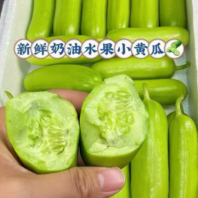 天津新鲜奶油水果小黄瓜，大量供应基地直发货源充足