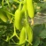 天津新鲜奶油水果小黄瓜，大量供应基地直发货源充足