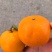 沃柑大量批发