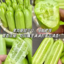 小黄瓜，水果黄瓜，大量供应基地直发果肉脆甜可口